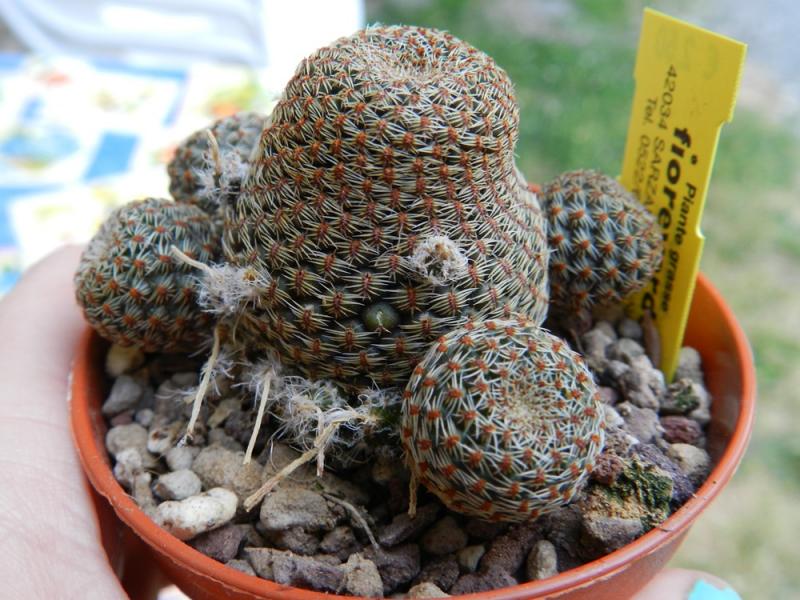 Rebutia heliosa var. condorensis brunispina