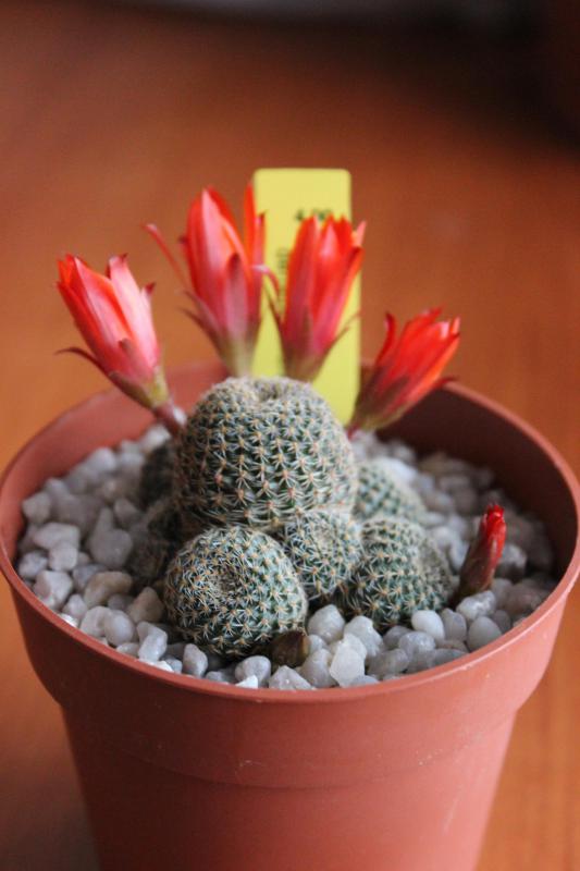 Rebutia heliosa