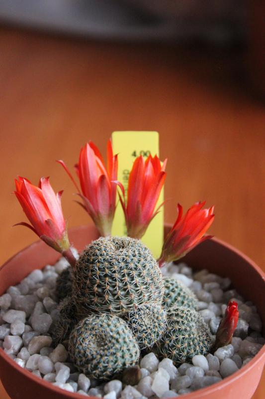 Rebutia heliosa