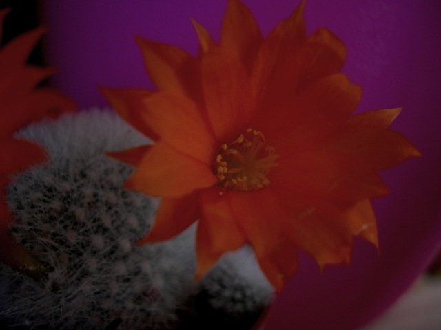 Rebutia muscula.