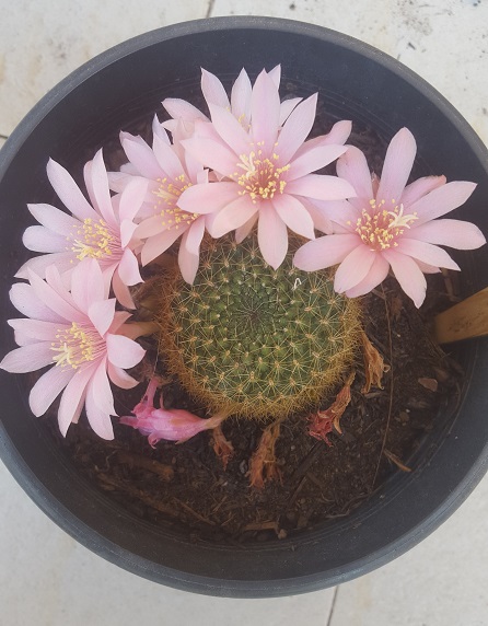 Rebutia Narvaecensis