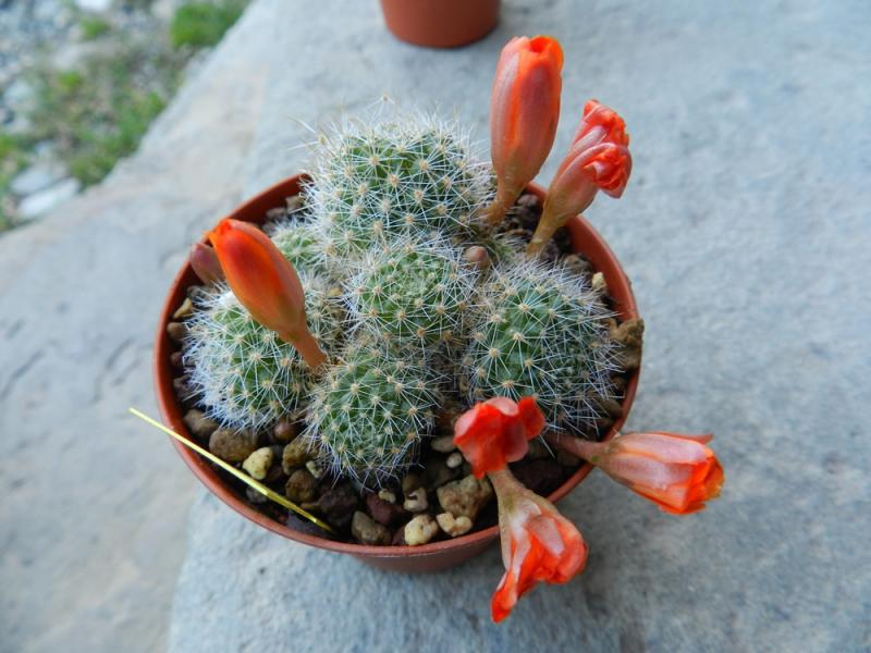 Rebutia pulvinosa