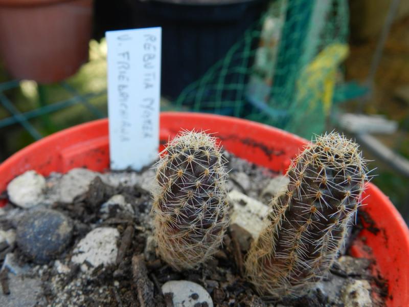 Rebutia pygmea v. friedrichiana