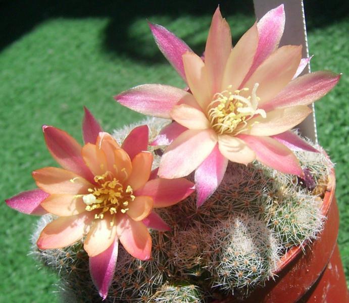 Rebutia sunrise