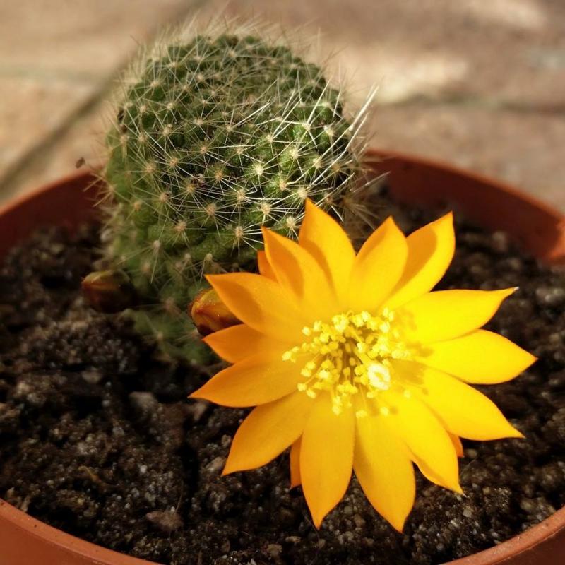 Rebutia
