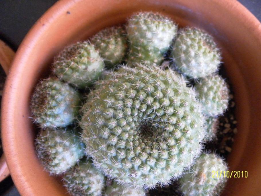 rebutia