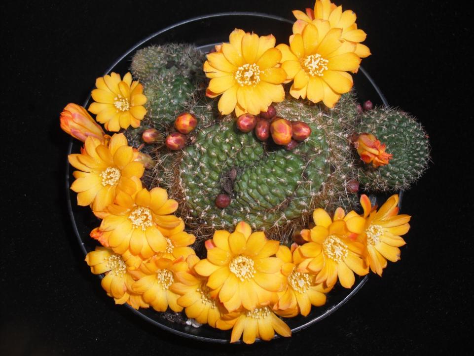 Rebutia2011 (Large)