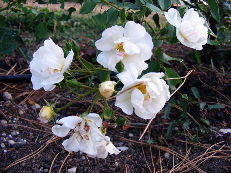 Regina della neve