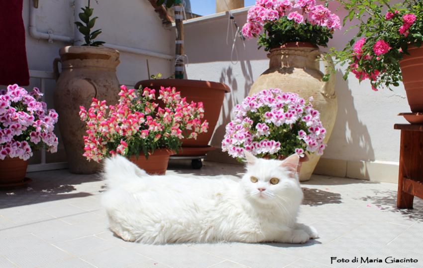 regina primavera2014