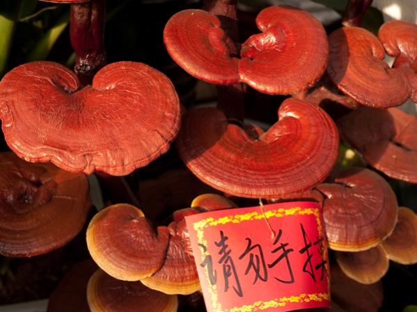 Reishi Mushroom (Reishi (Ganoderma lucidum).