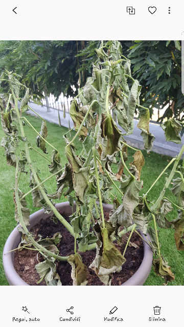 Resizer_15369096532490