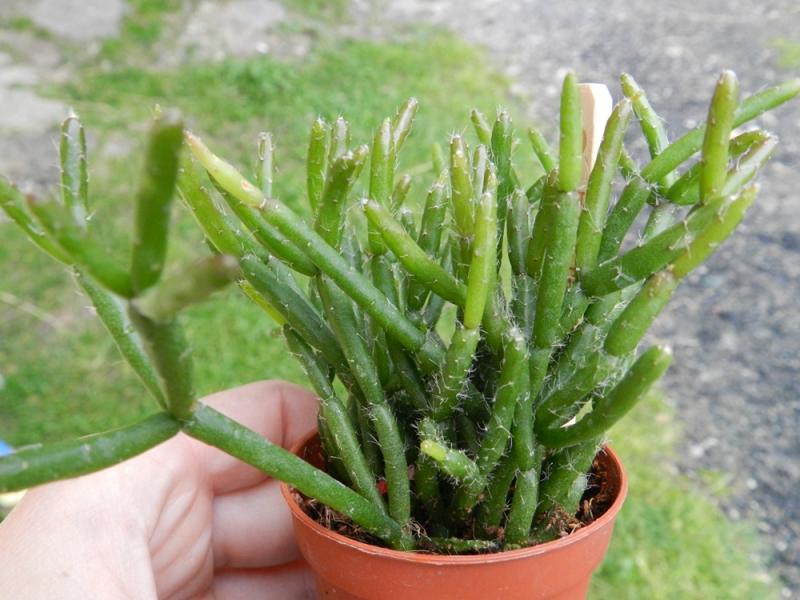 Rhipsalis