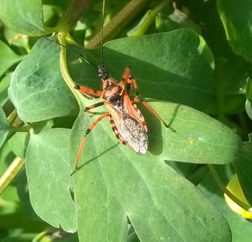 Rhynocoris iracundus su Aquilegia 28/5/2018