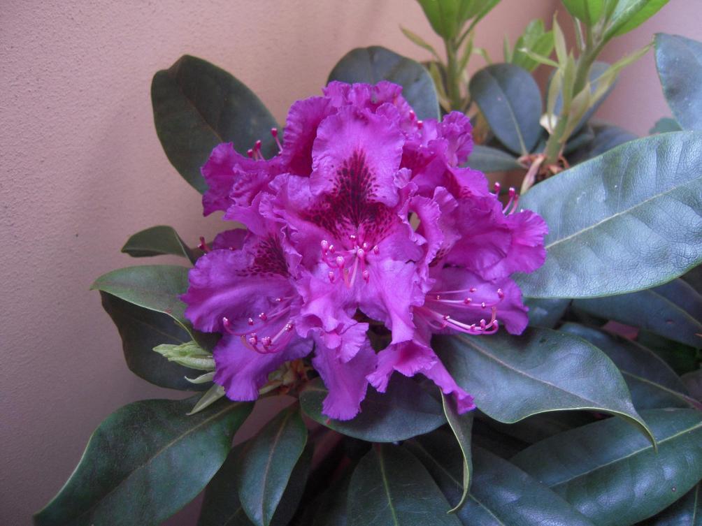 rododendro