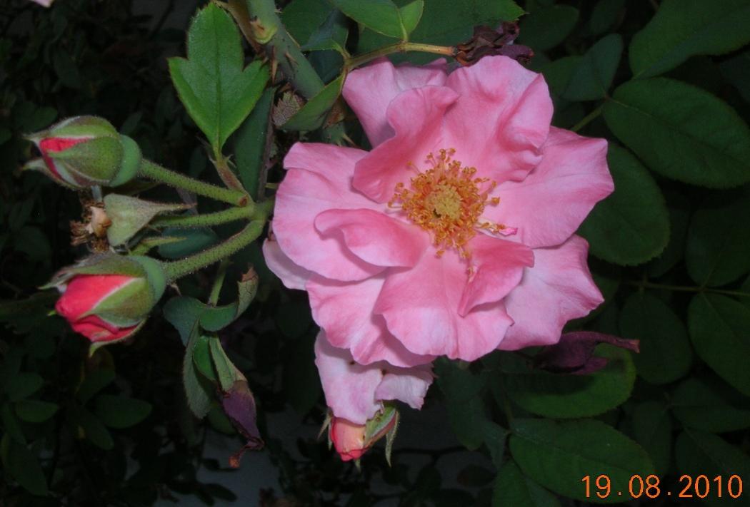 rosa 3.