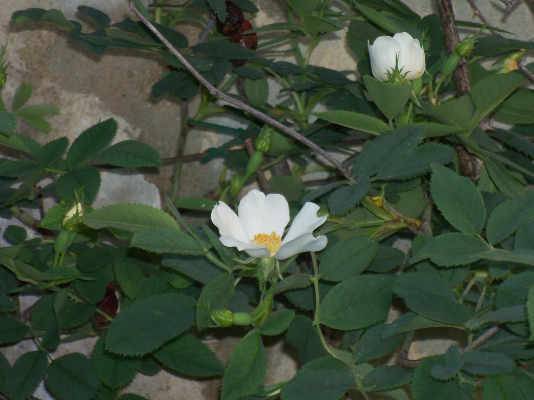 Rosa antica..giardino università di Pordenone