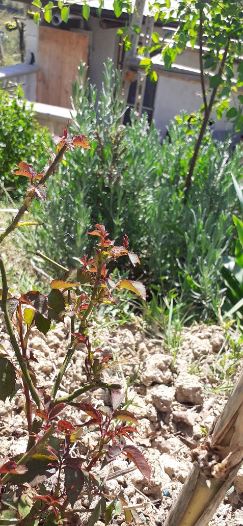 Rosa Austriana nata da seme