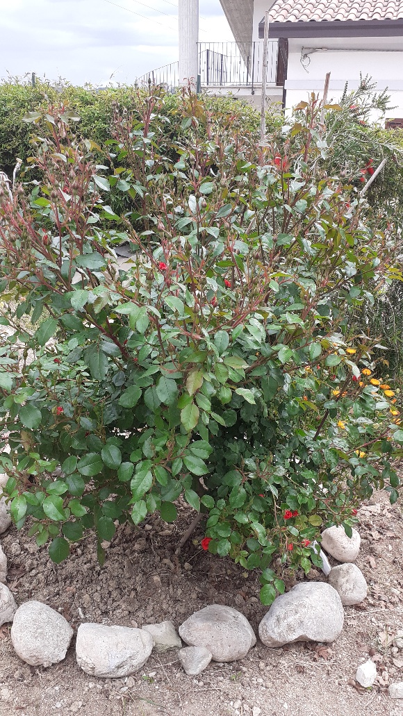 Rosa Austriana