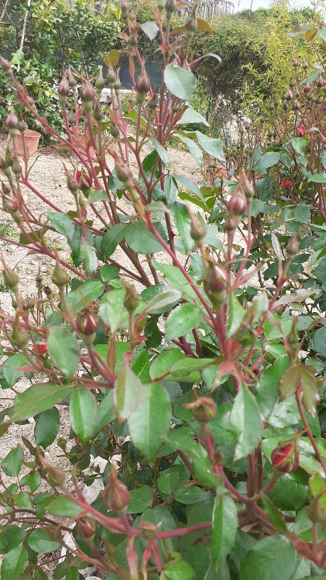 Rosa Austriana
