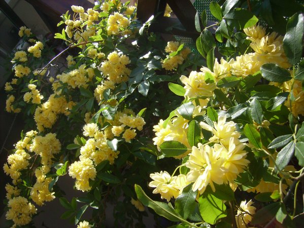 Rosa bankisiae lutea (1)