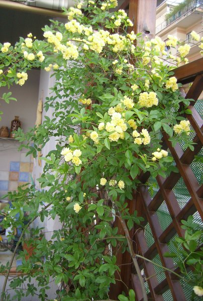 Rosa bankisiae lutea (2)