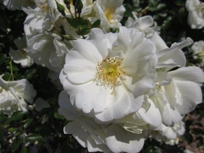 Rosa bianca primo piano