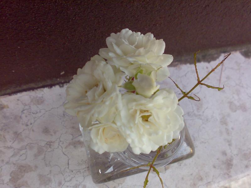 rosa bianca san nicolo
