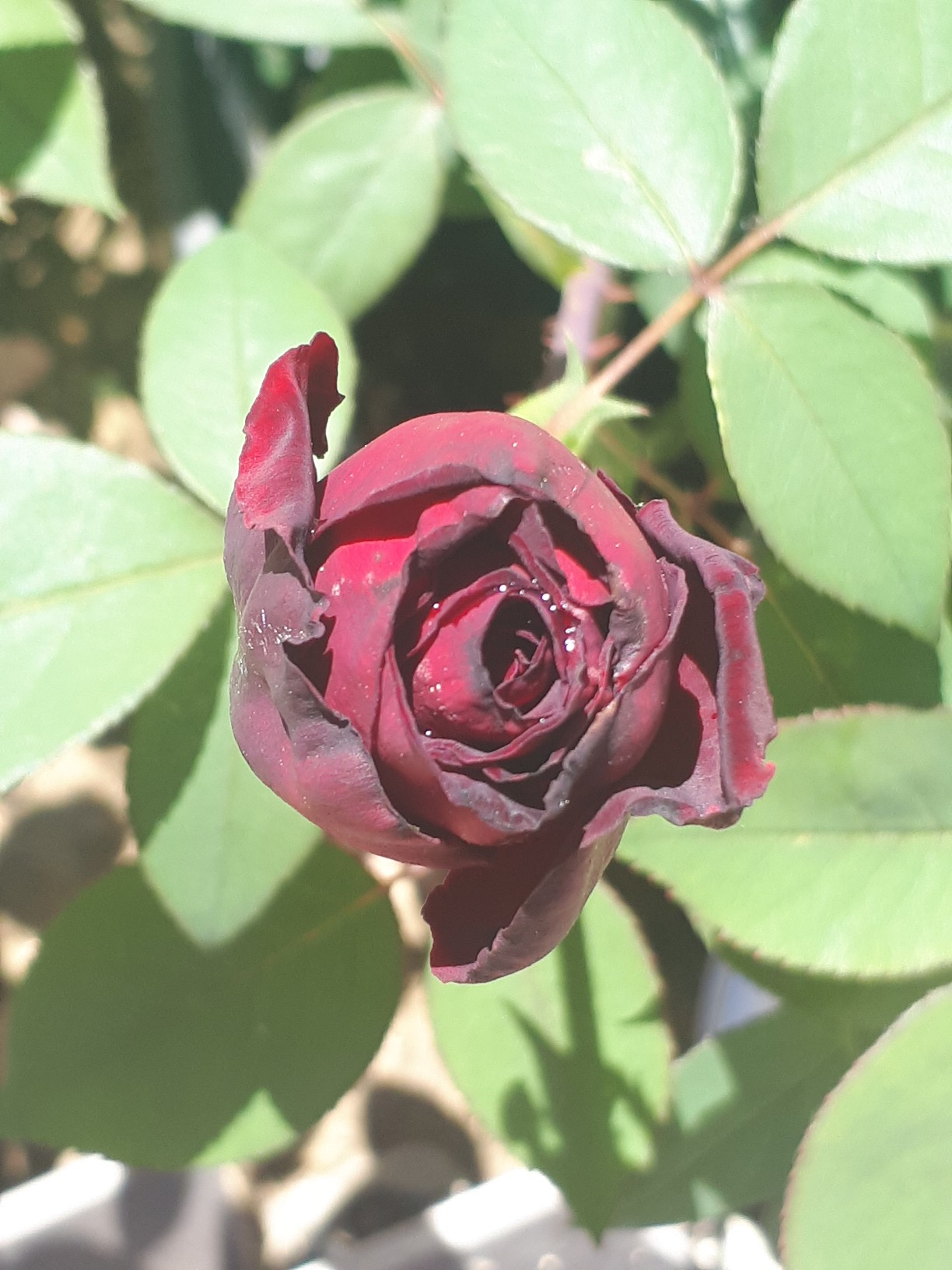 Rosa Black  Baccarà
