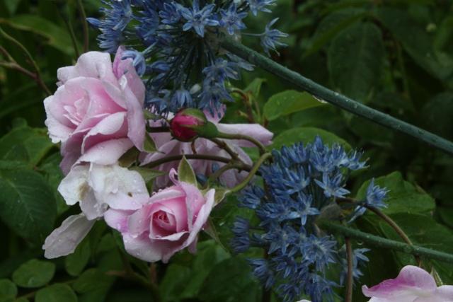 Rosa Blush Noisette Allium Azureum a   Copia