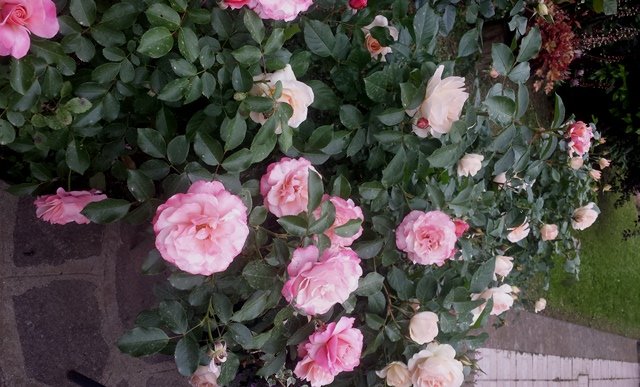 Rosa Botticelli