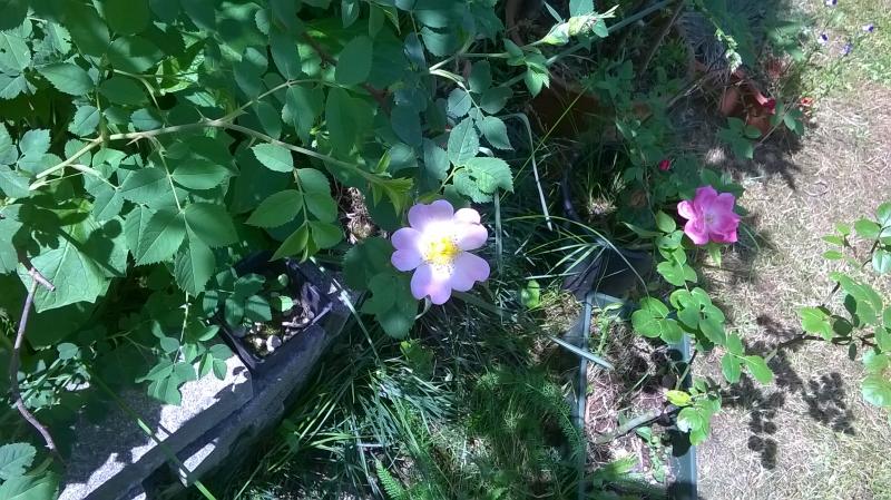 rosa canina