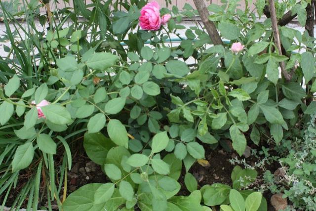 rosa da identificare