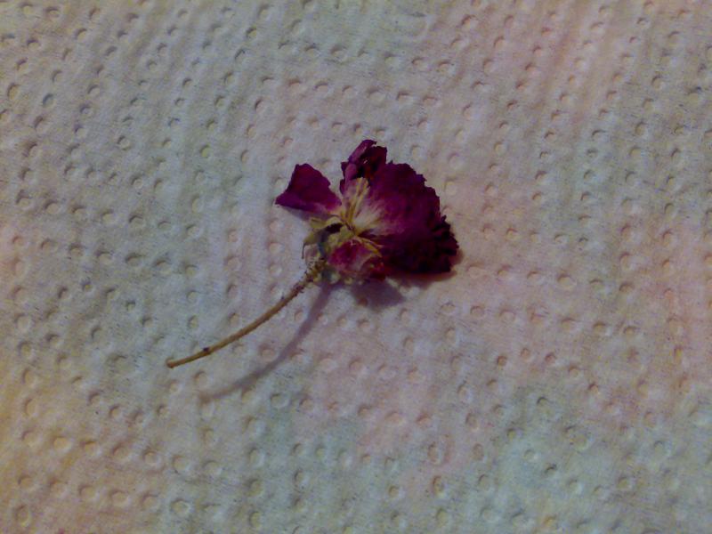 rosa del solstizio