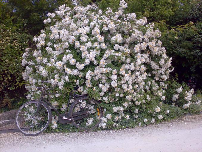 Rosa di Priola