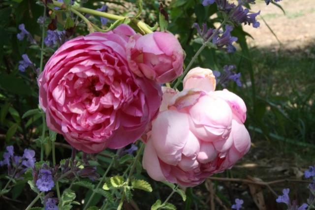 Rosa Evelyn e Nepeta