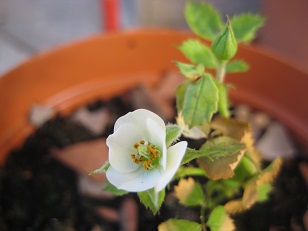 rosa fiorita da seme