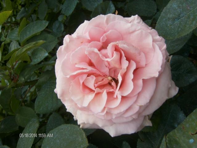 Rosa Frederic Mistral 2014