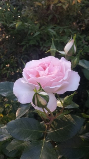 Rosa Frederic Mistral