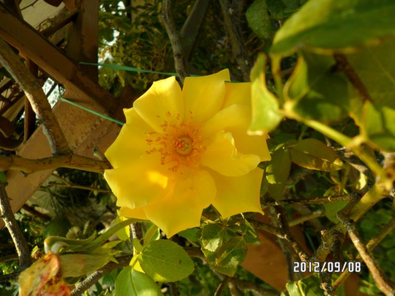 rosa gold climber