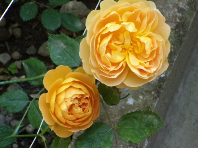 rosa golden celebration