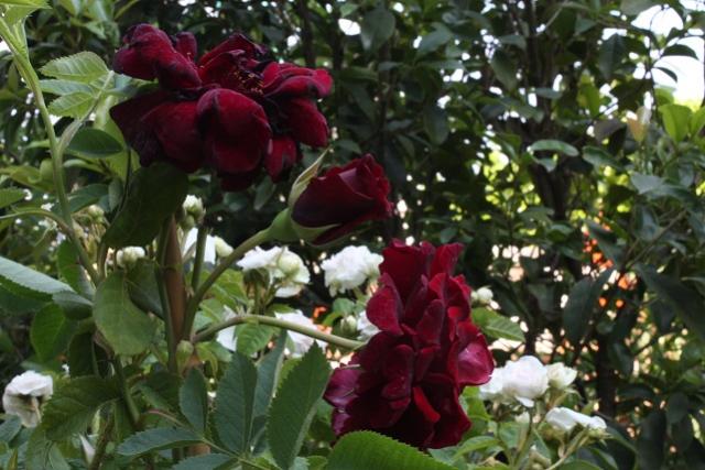 rosa Guinèe