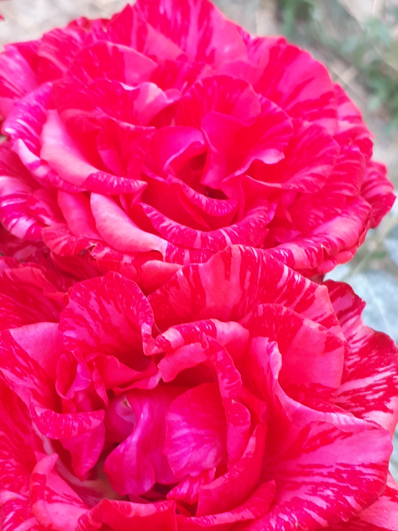 Rosa Lincoln