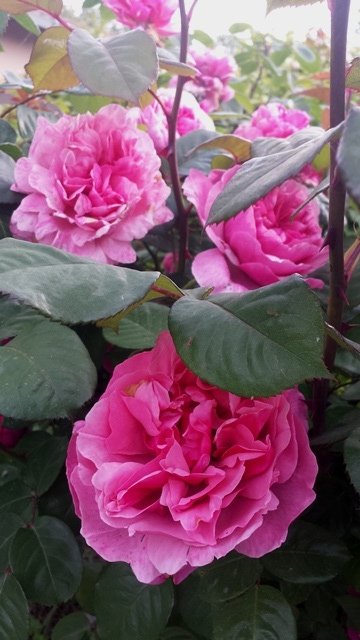 Rosa Line Rernaud