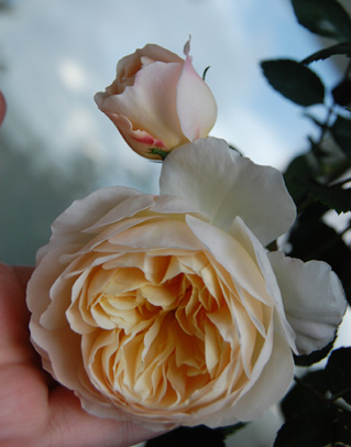 rosa-lionsrose02.