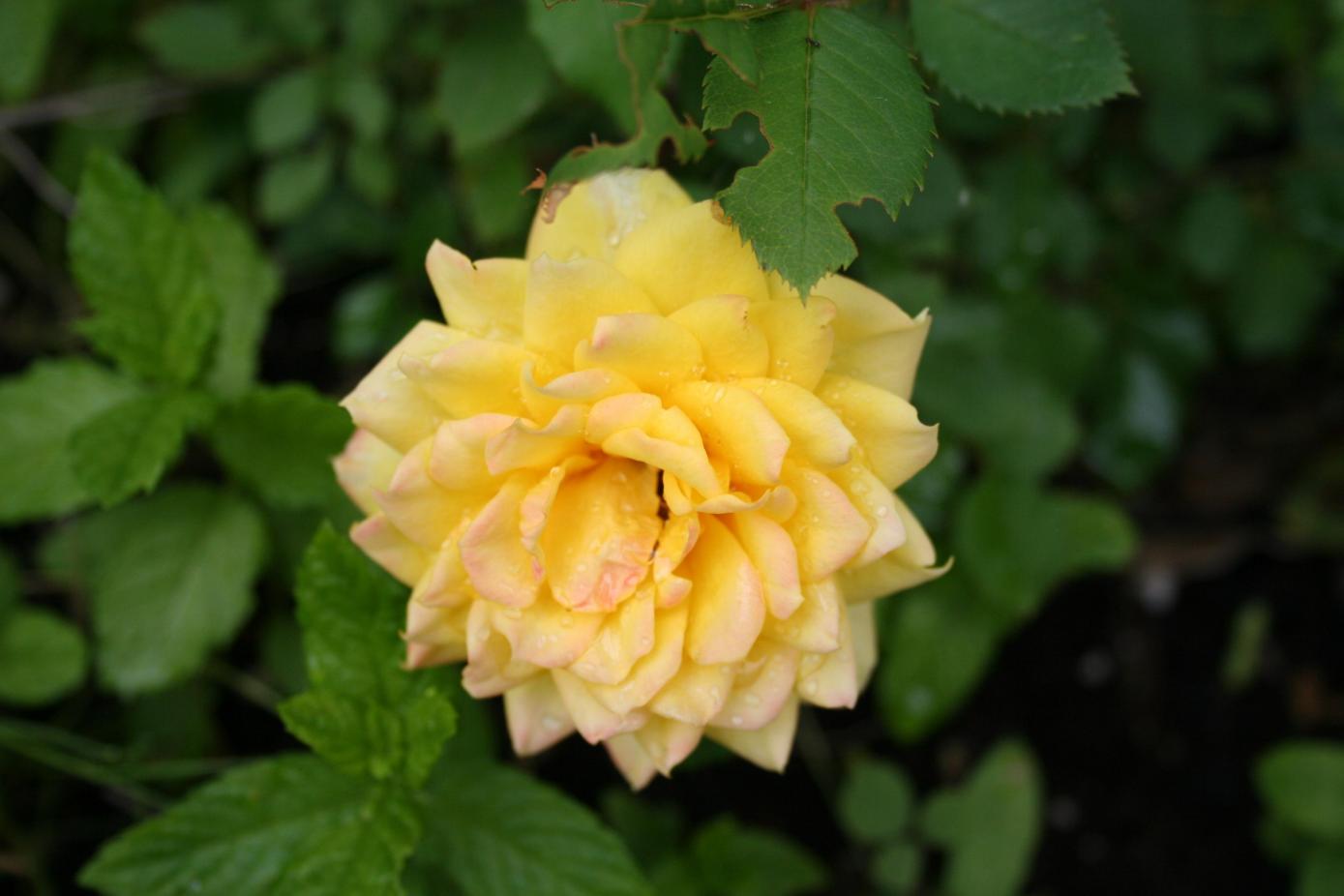 rosa mignon