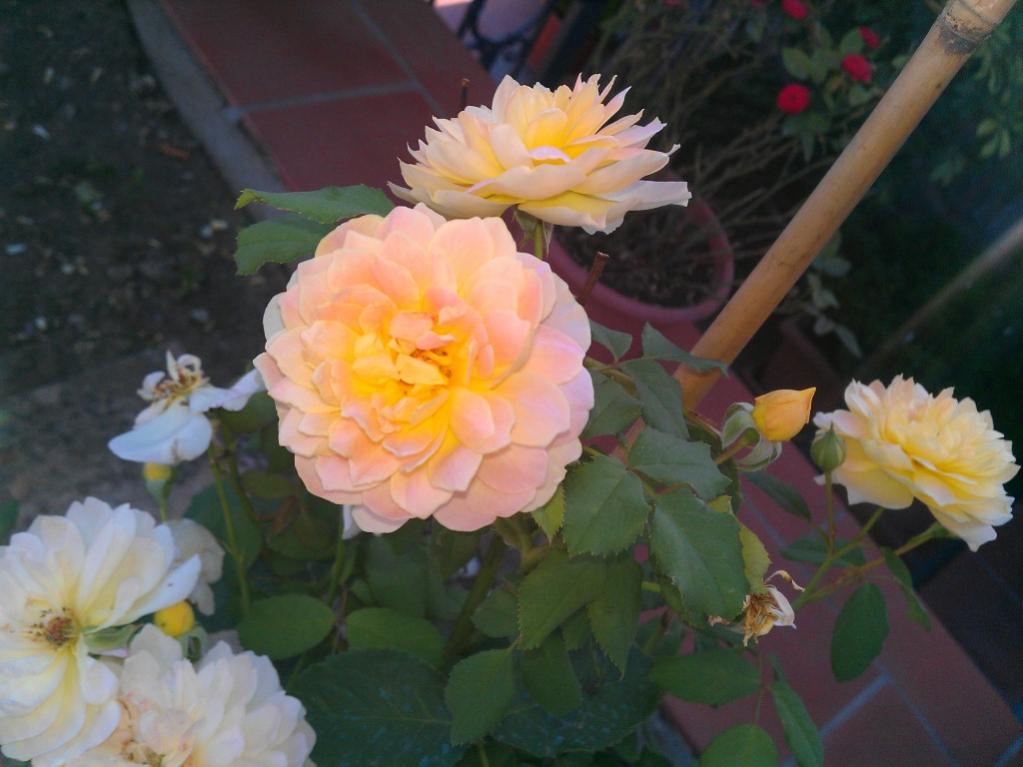 Rosa Molineux