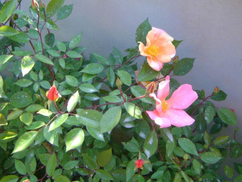 Rosa Mutabilis (chinensis)