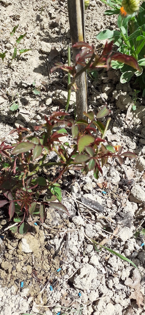 Rosa nata da seme 2019(Austriana)