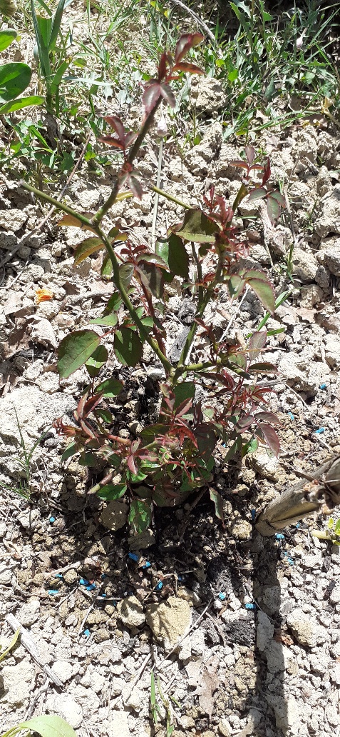 Rosa nata da seme 2019 (Austriana)