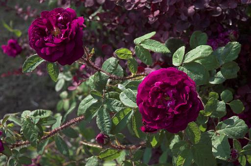 Rosa Nuits de Young
